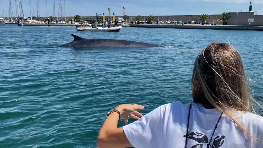 Espectacular vídeo de una ballena rorcual atrapada en el puerto de València