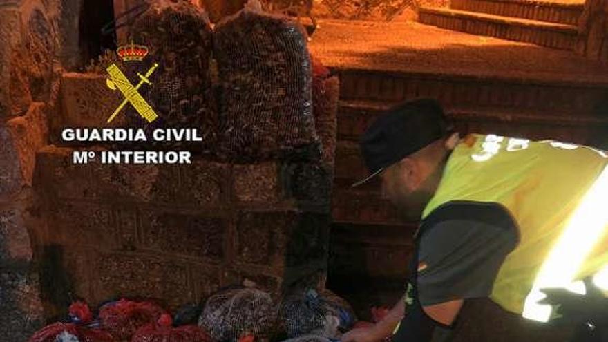 La almeja ilegal decomisada por la Guardia Civil en un turismo.