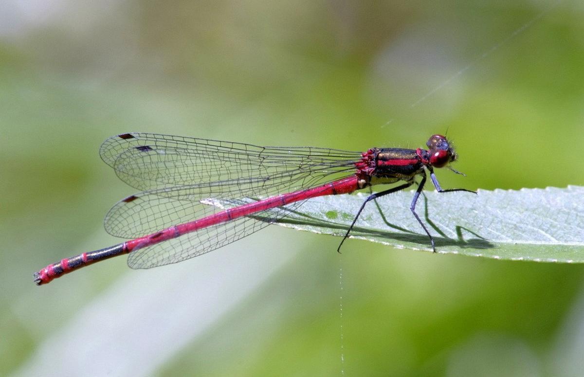 Libélula en Ciudad Real