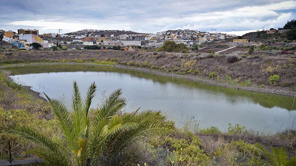 SEO BirdLife registra más de 40 especies de aves en la Charca de San Lorenzo