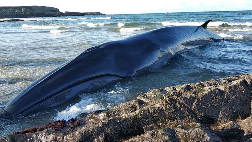 El rorcual boreal que varó en la playa de Serantes, en Tapia de Casariego, en el año 2020.