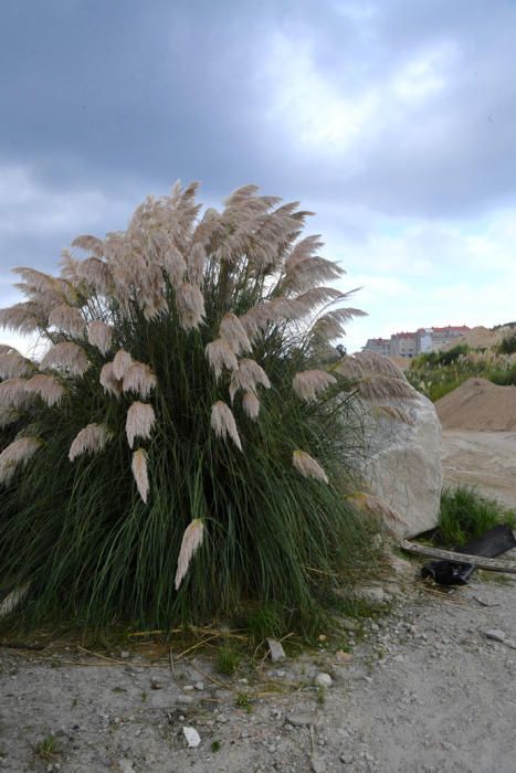 La floración desvela la invasión del plumacho