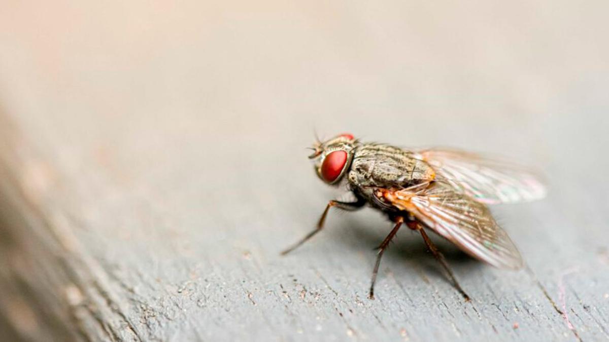 El insecticida casero que alejará las moscas y mosquitos de tu casa