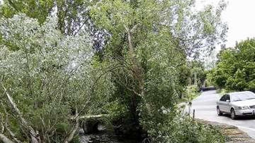 Estado en el que quedó el ciprés sobre el río.