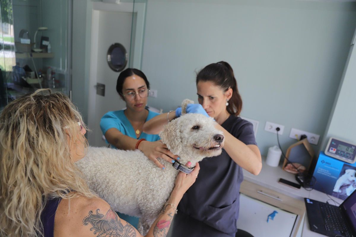 Hay que vigilar especialmente a los perros de más avanzada edad, por su menor tolerancia al calor.