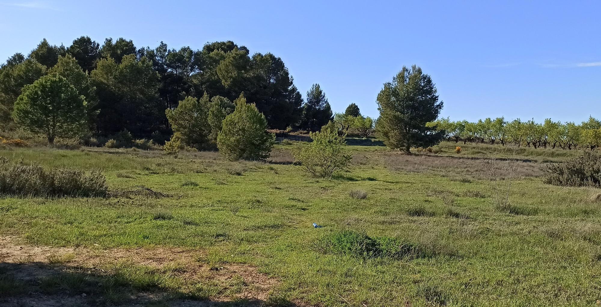 El antes y el después: así ha calcinado el incendio el paraje de Casas de Moya