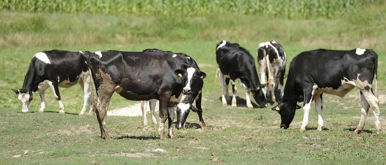 Vacas de una explotación paciendo en un día soleado.