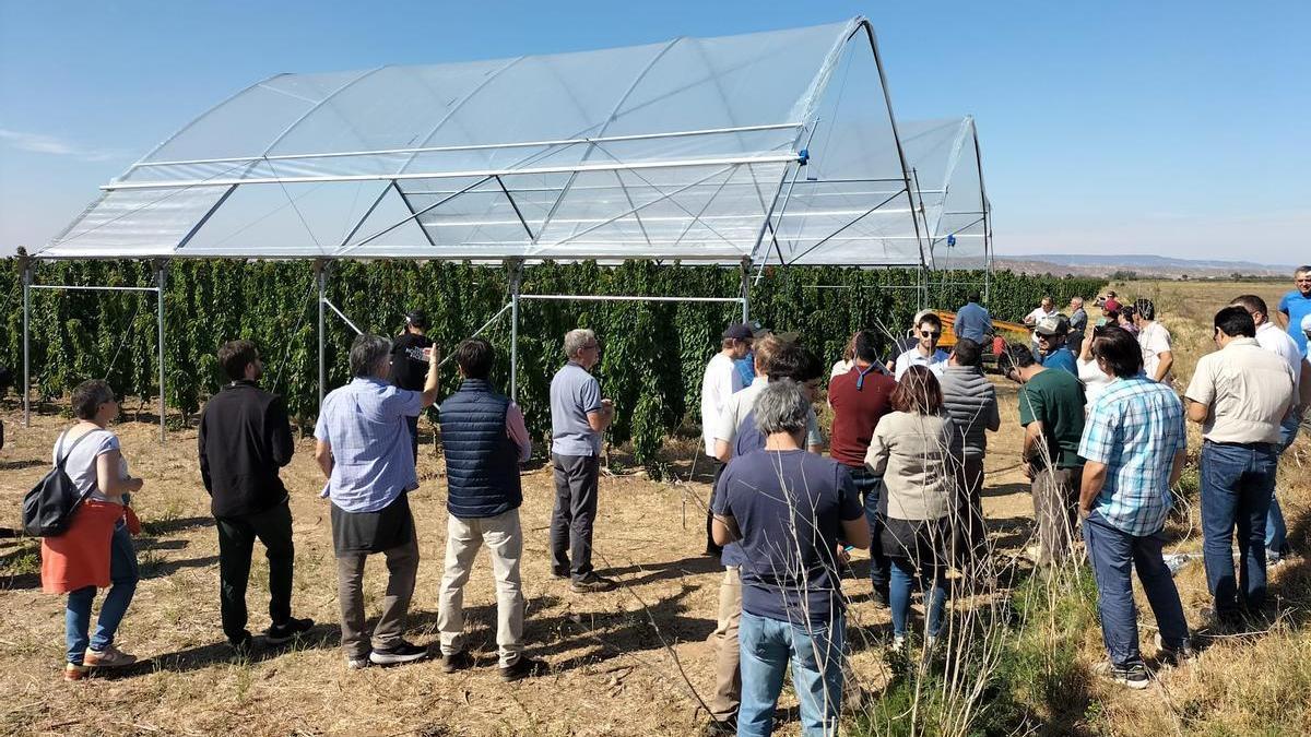 Una grupo de productores sudamericanos visitando este lunes plantaciones de cereza en el Bajo Cinca (Huesca).