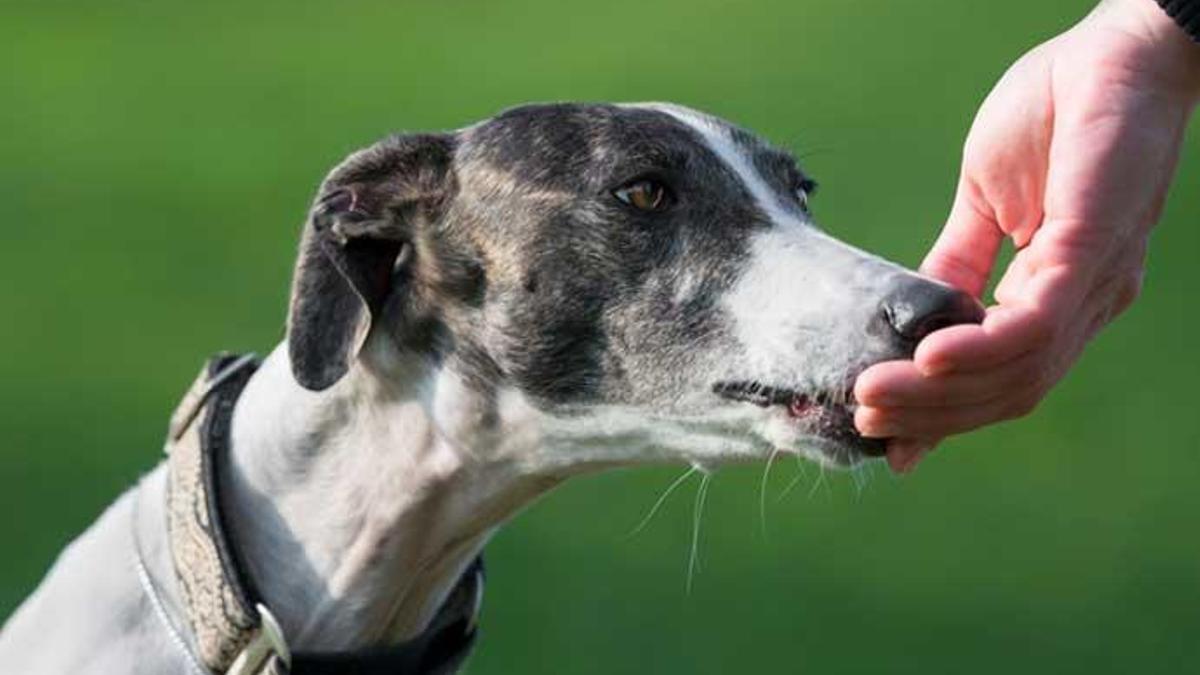 Un galgo era arrastrado por un vehículo por las calles de Torremolinos.
