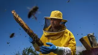 El veneno de la abeja negra canaria, nueva fuente de ingresos por su uso medicinal y 'botox natural'