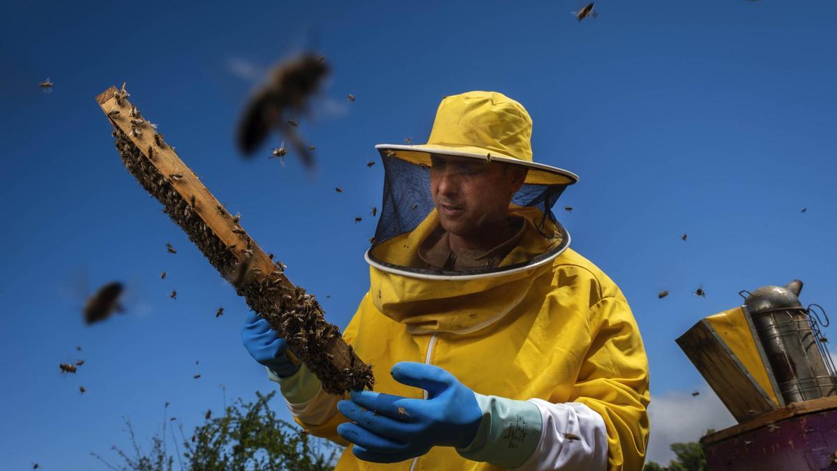 Un apicultor con sus abejas.