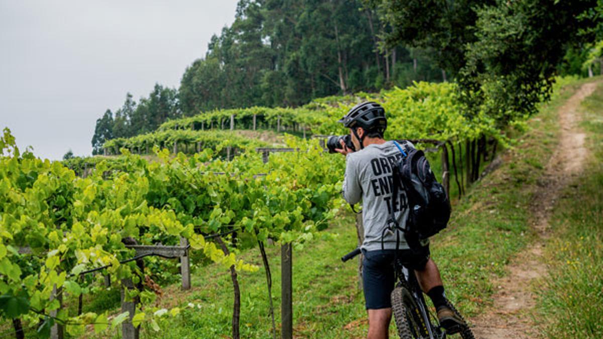 Ruta BTT por los viñedos de la subzona do Val do Salnés, en Rías Baixas.