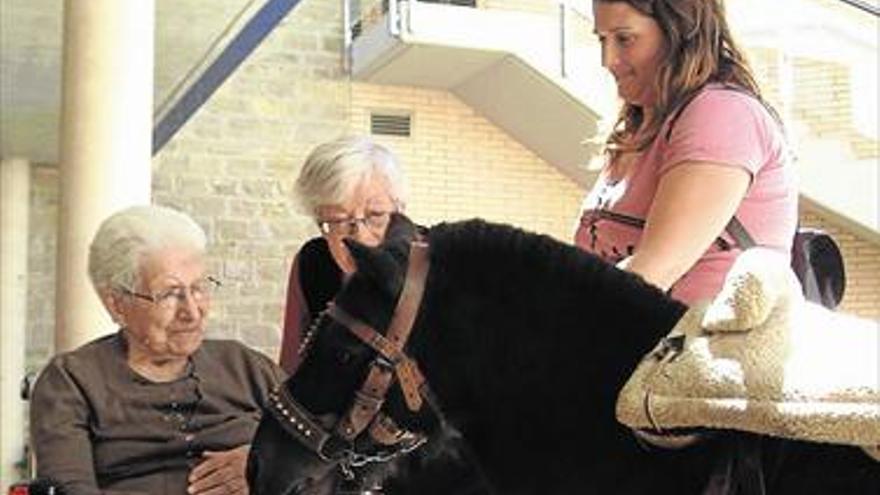 Terapia pionera con ponis en la residencia de Vilafranca