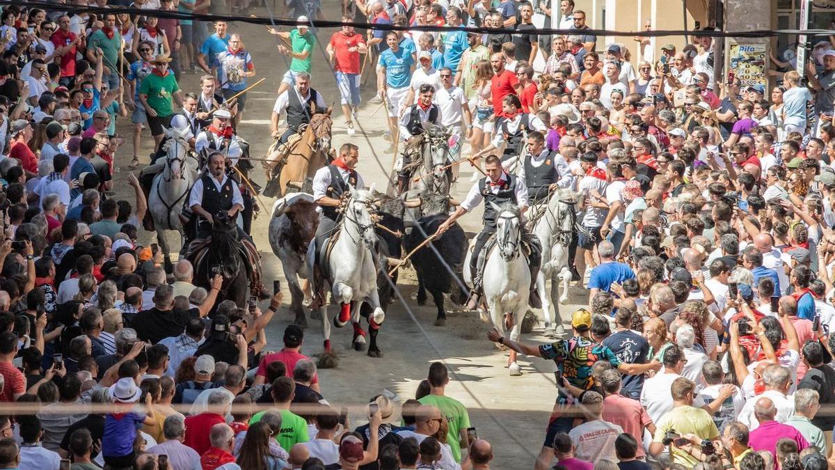 La Entrada de Segorbe es una carrera rápida en la que participan seis toros guiados por los caballistas.