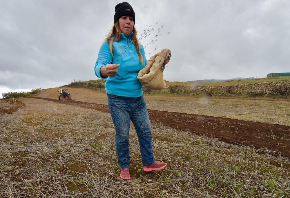 Plantación de trigo y lenteja en Juncalillo (Gran Canaria)