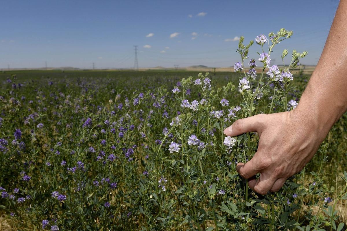 Cultivo de alfalfa, especie utilizada a menudo como cultivo de cobertura.