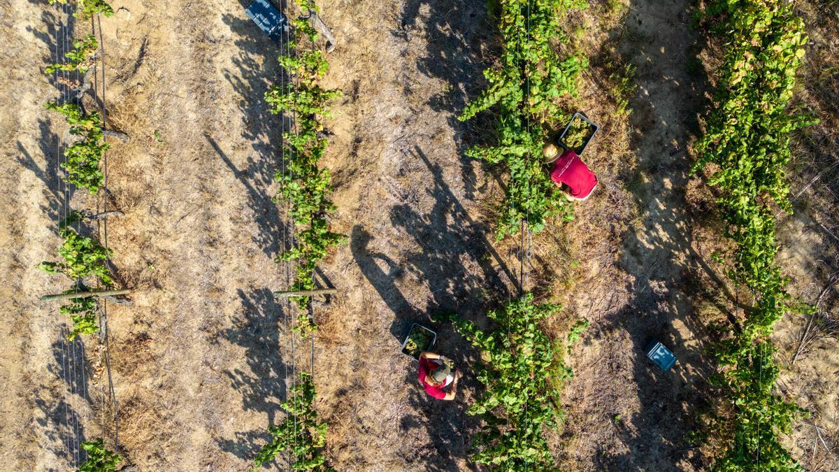 Las ventas de cava caen un 13% en 2024, peor balance desde la pandemia