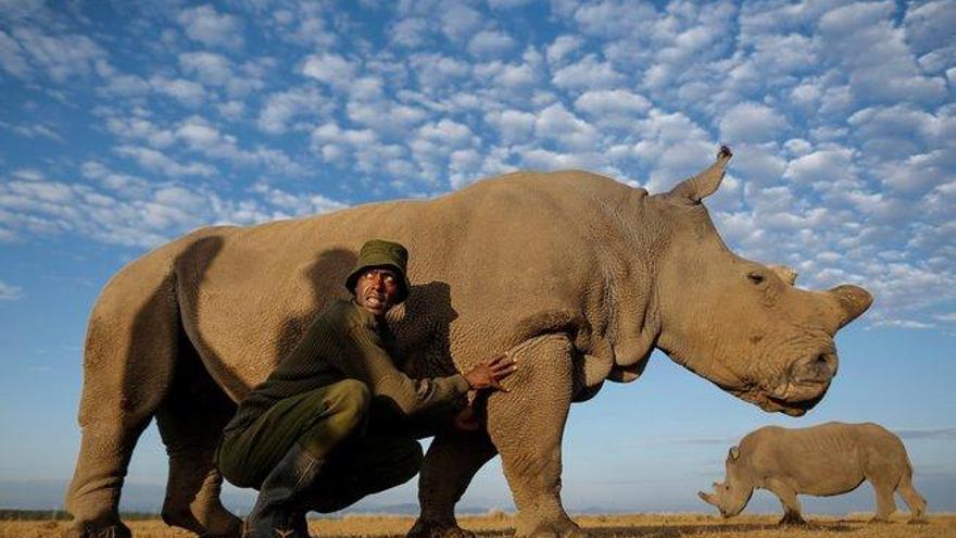 Científicos extraen óvulos de rinoceronte blanco para tratar de salvar a la especie