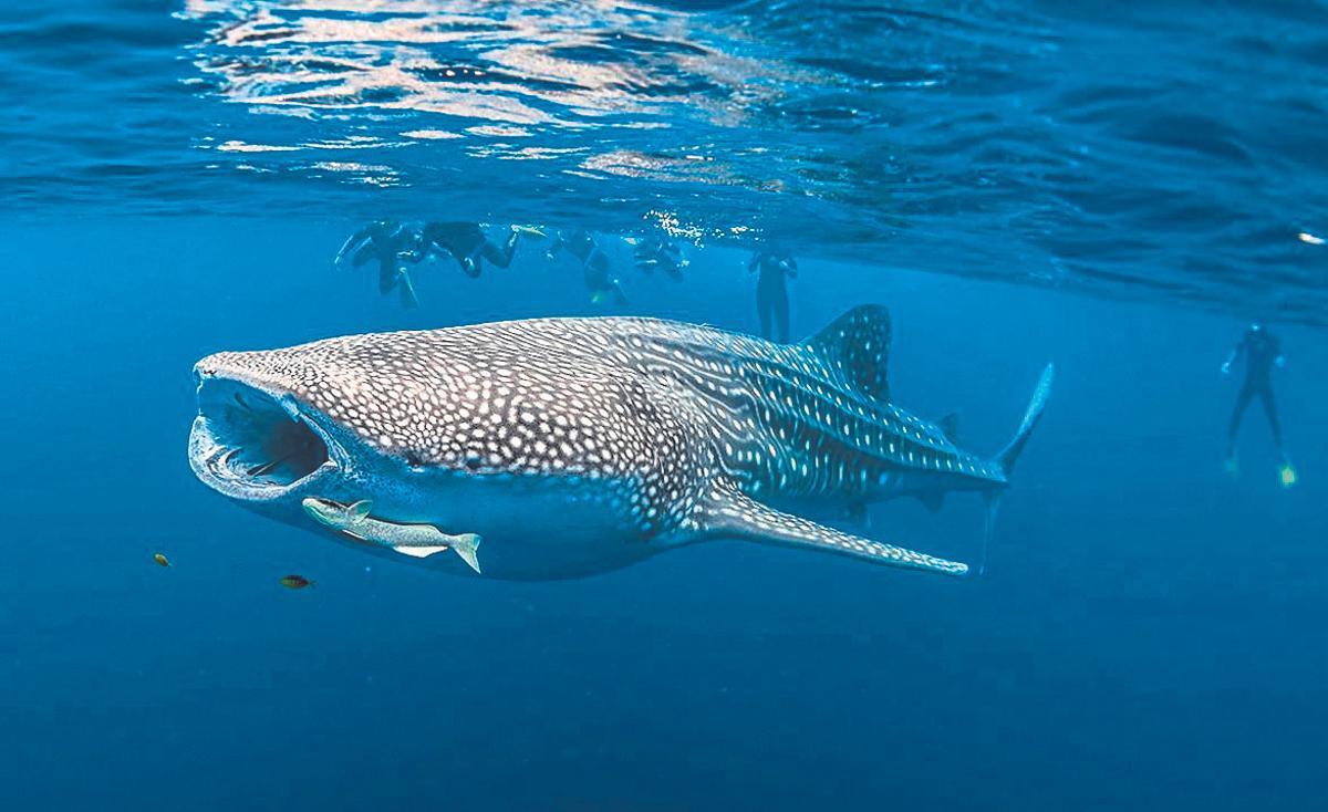 El tauró balena és el peix més gran del món i pot superar els 18 metres de longitud.