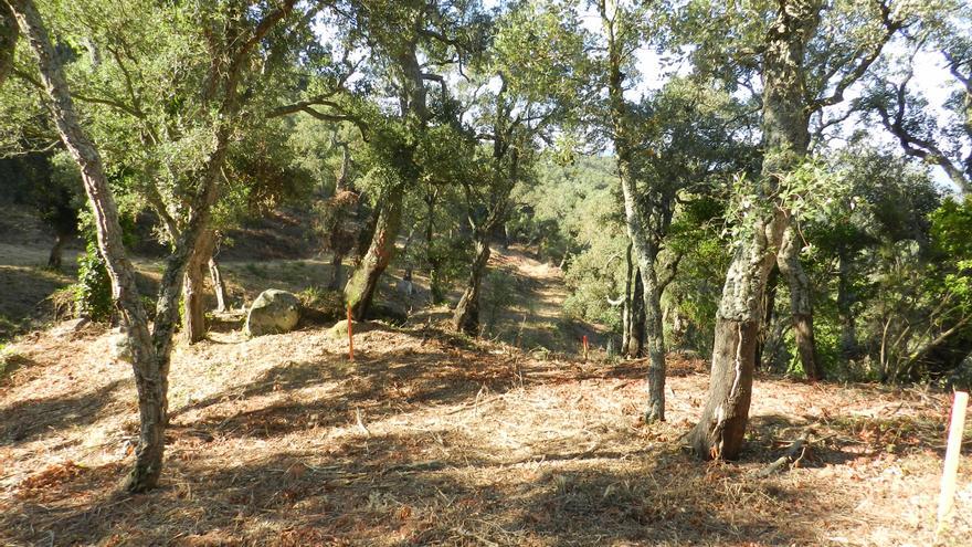 Un nou projecte buscarà tècniques per millorar la productivitat i la resiliència de les suredes amb el canvi climàtic