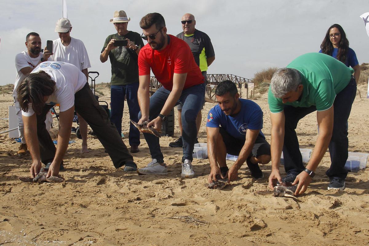Suelta de tortugas Boba en una playa de Guardamar con la presencia del alcalde José Luis Sáez y miembros del Oceanográfic