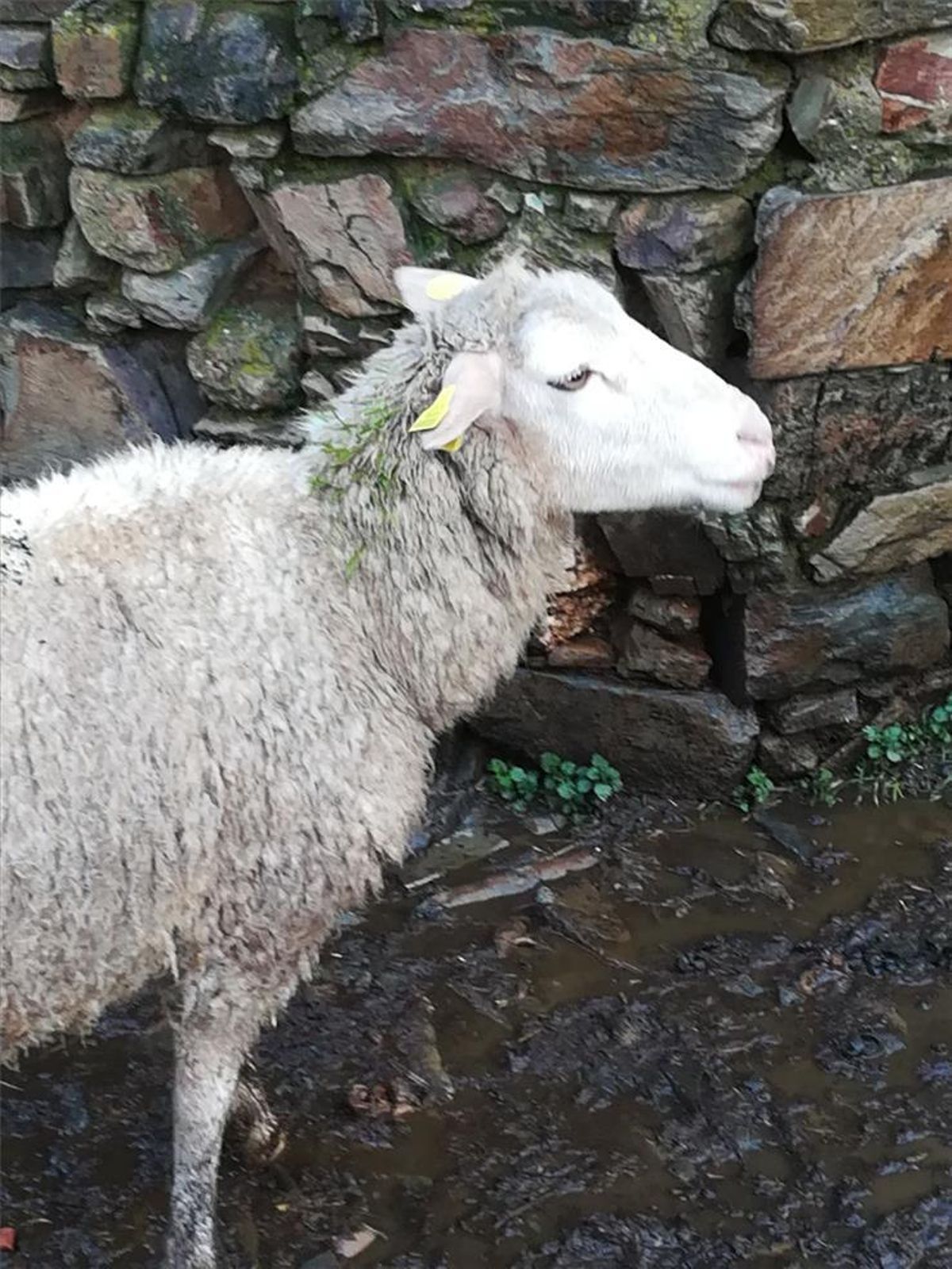Así fue cómo creció la hierba en el cuello de seis ovejas cacereñas