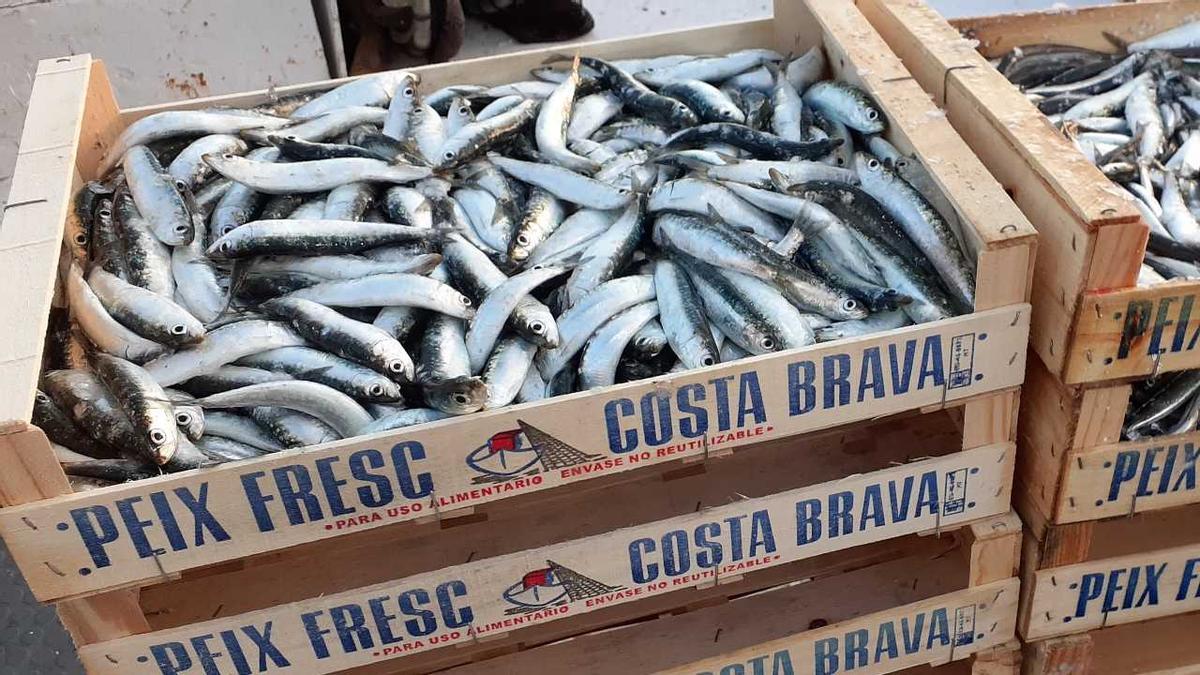 Caixes de sardines capturades a la Costa Brava
