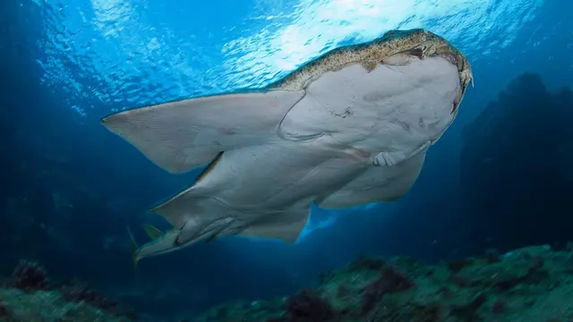 El calentamiento de los océanos altera las pautas de apareamiento de tiburones en peligro crítico de extinción