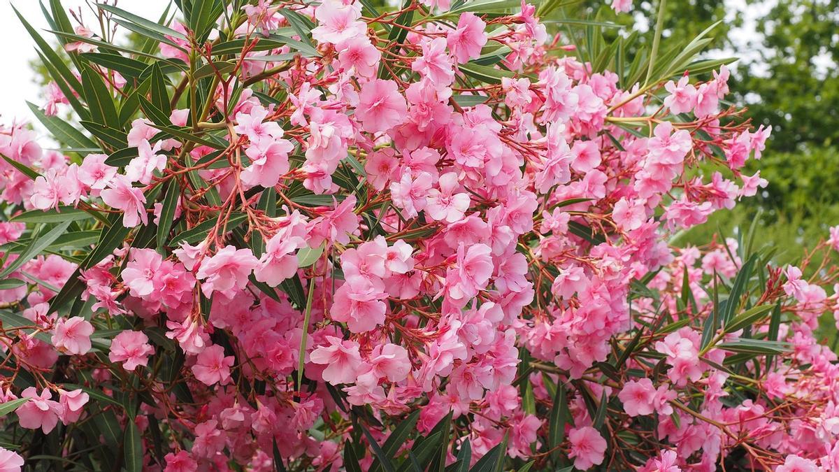 Una adelfa en flor