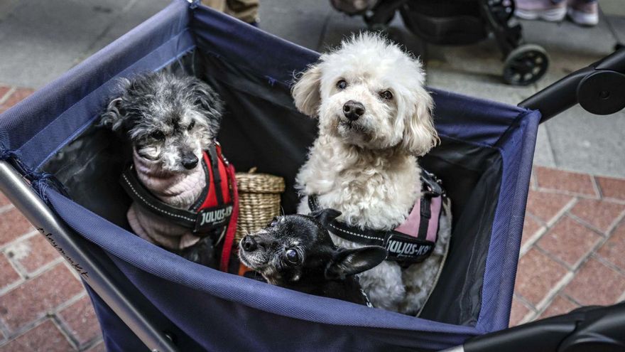 Tres perros en las ‘beneïdes’ de Sant Antoni en Palma.