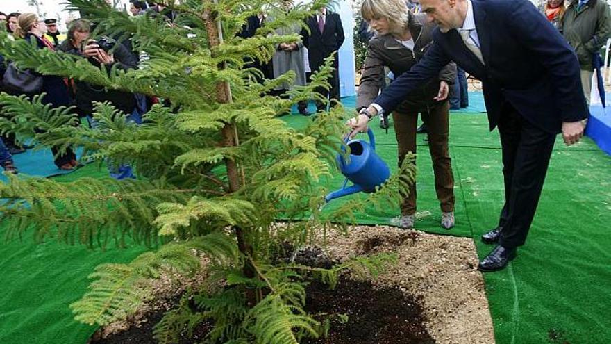 Primer árbol del &quot;bosque mediterráneo&quot;