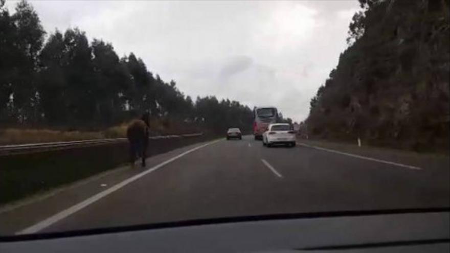 Tres caballos ponen en jaque el tráfico  al entrar por el peaje de Padrón a la AP-9