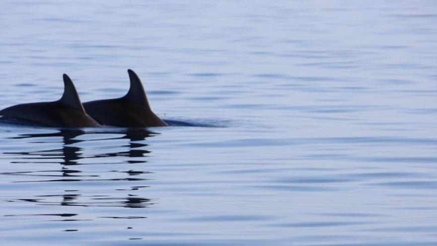 Delfines en aguas pitiusas.