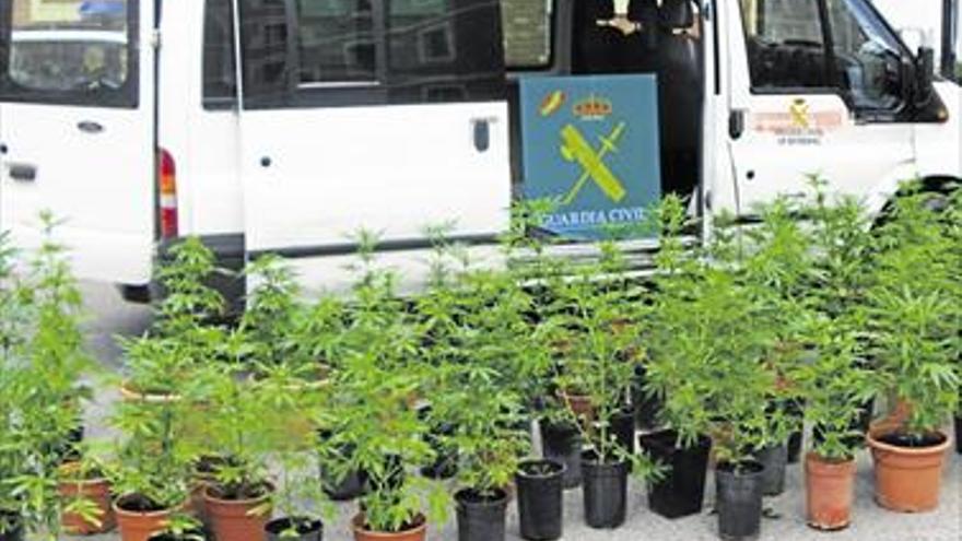 Llevaban 84 plantas de marihuana en una furgoneta en Benicarló