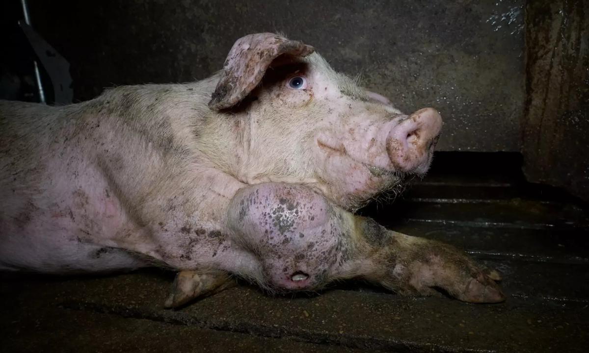 Die Zustände im spanischen Schweinemastbetrieb.