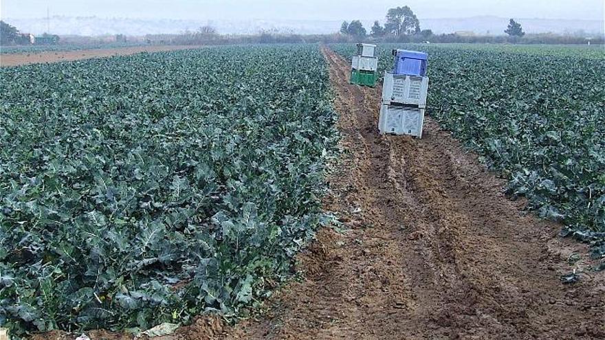 El frío dobla el precio de las hortalizas de la Vega al helar en otras zonas de España