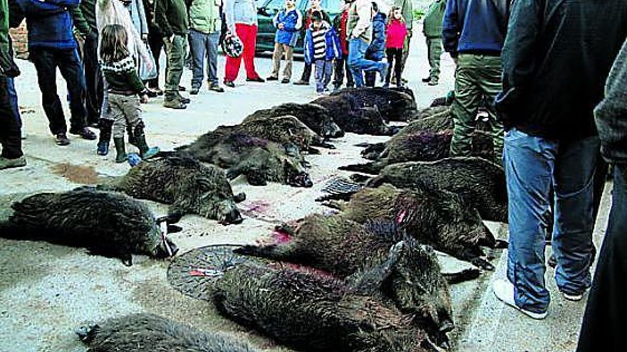 Un joven cazador muestra las herramientas de un gran jabalí.