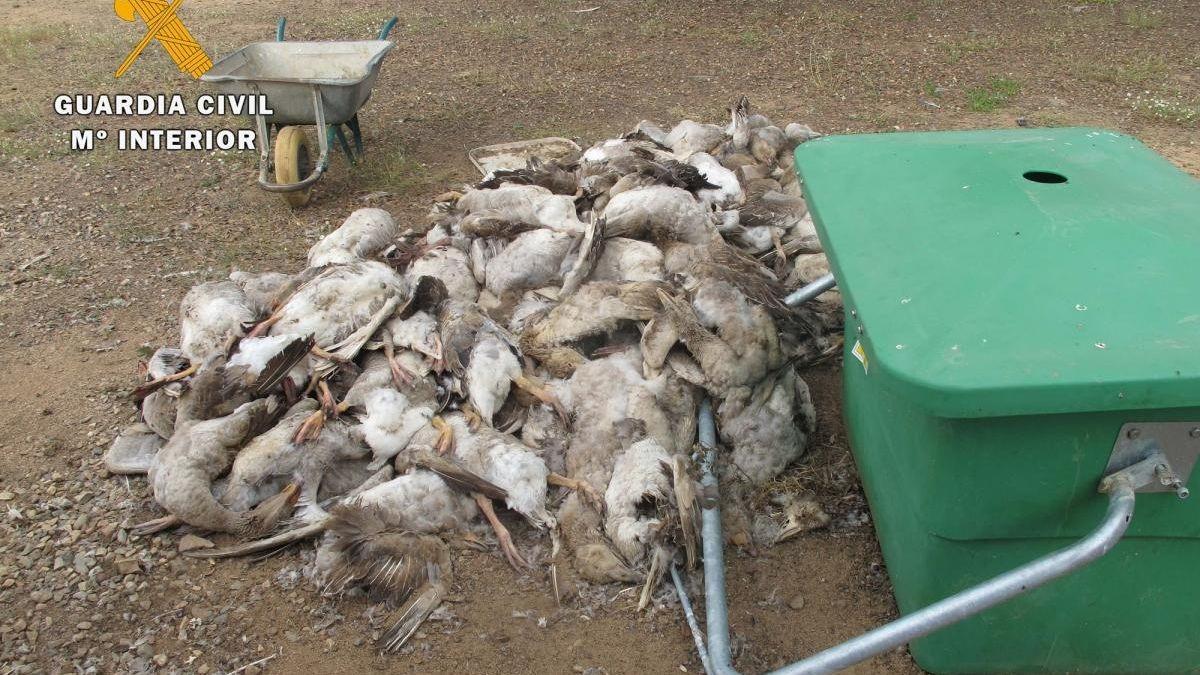 Imagen de las ocas muertas difundida en su momento por la Guardia Civil.