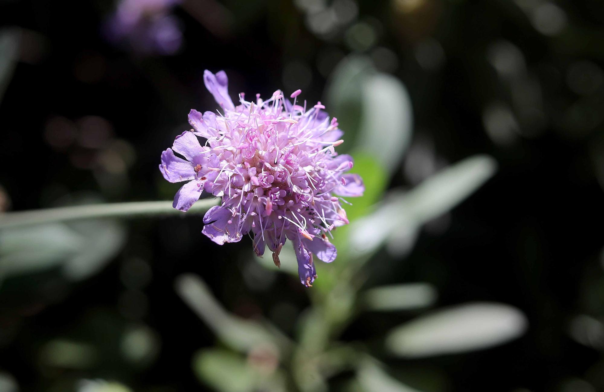 Las flores del Jardín Botánico en primavera