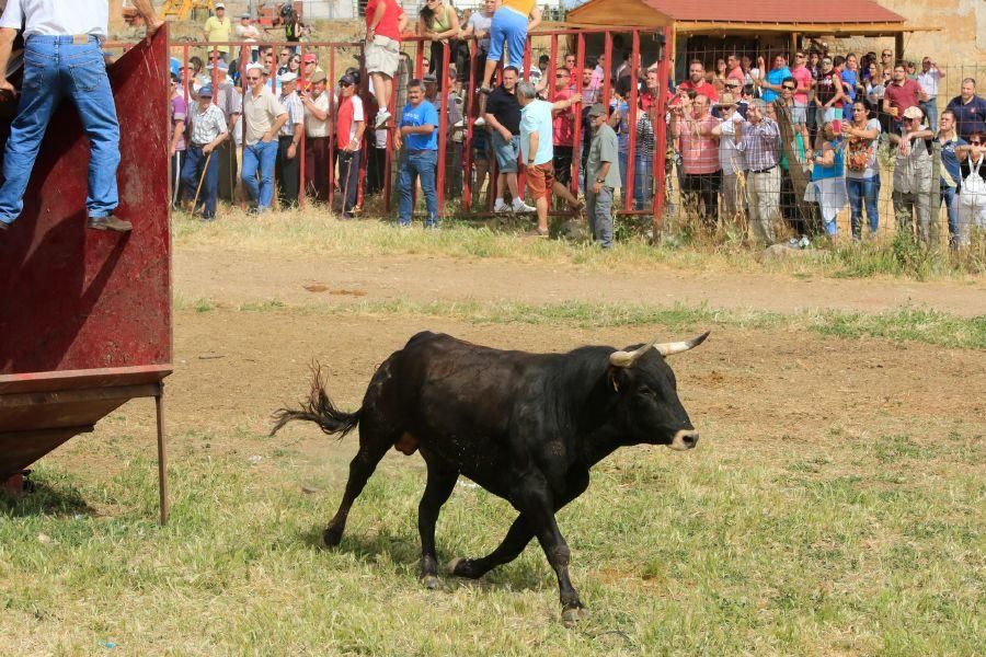 Toros bravos en Vadillo de la Guareña