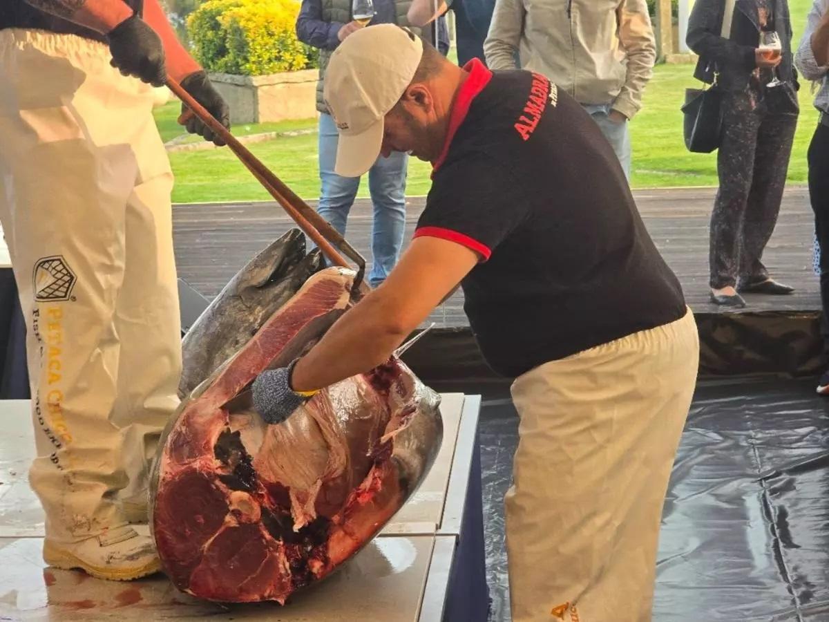 Un ronqueo de atún rojo en O Grove.