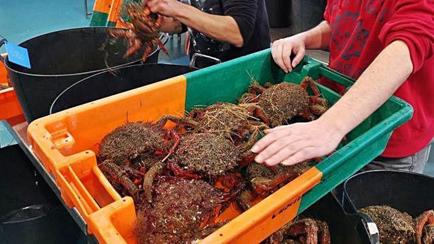 Dos trabajadores colocan ejemplares de centolla momentos previos a su subasta en una lonja gallega.