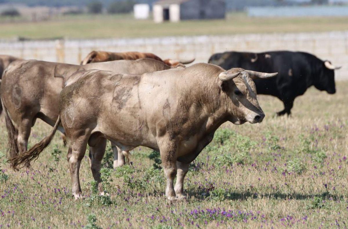 Animales de la ganadería. | A. H.
