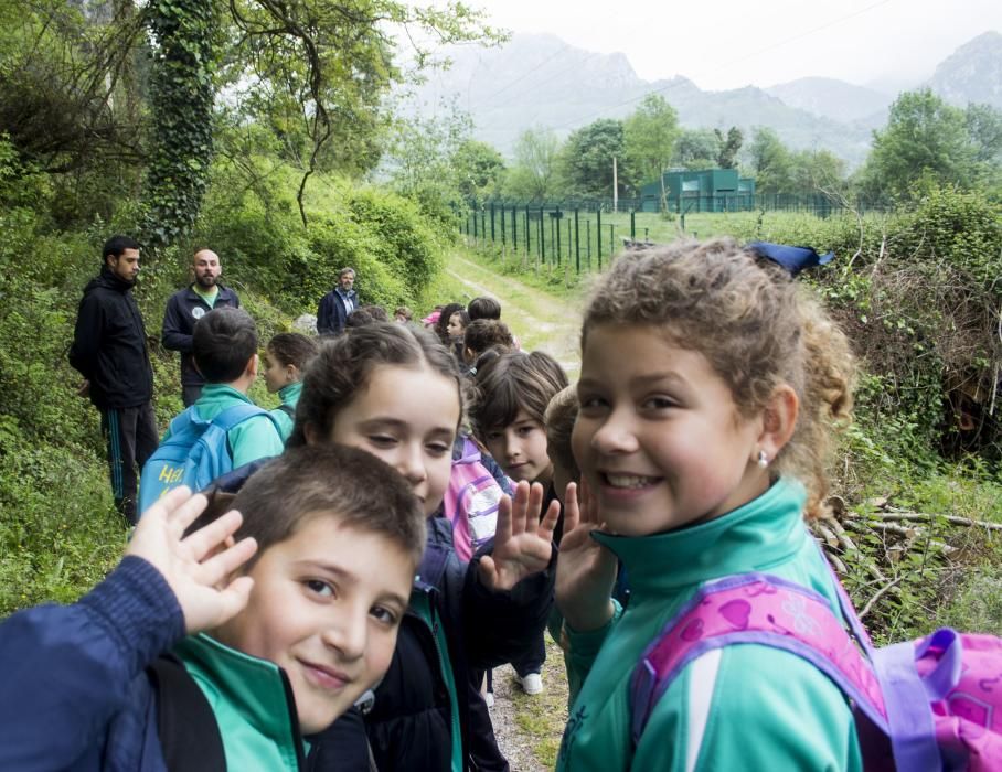 "Paca" y "Tola", las osas inseparables