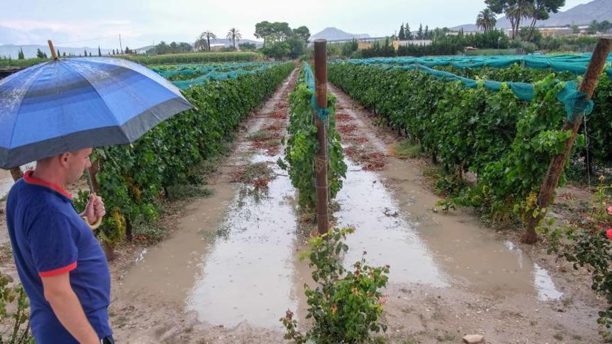 Las lluvias han beneficiado los cultivos del Medio Vinalopó.
