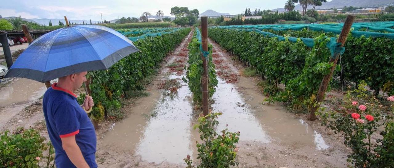 Las lluvias han beneficiado los cultivos del Medio Vinalopó.
