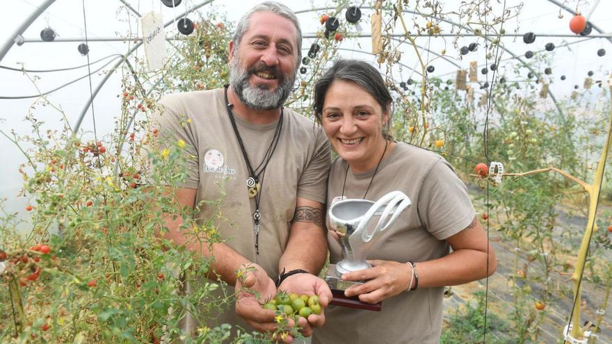 Tomates de oro que crecen en Dexo