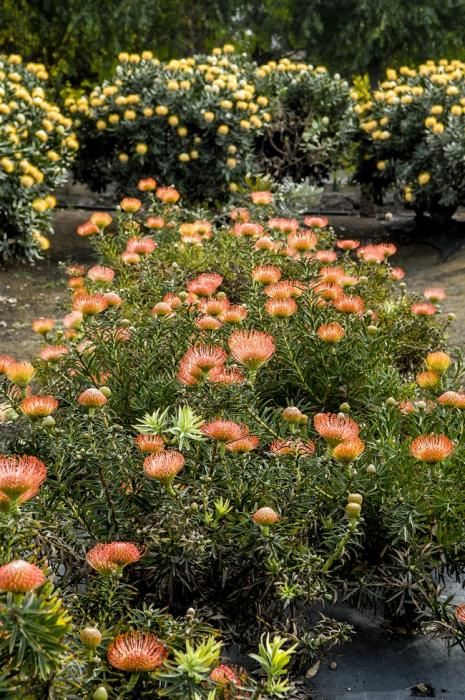 Plantación de proteas