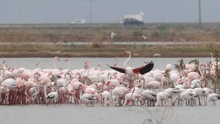 Los daños generados por los flamencos obligan al Consell a activar ayudas al arrozal