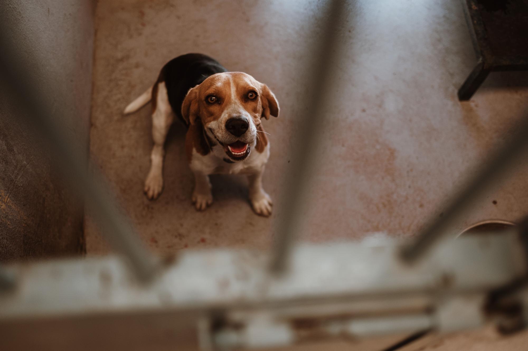 Abandono de perros y gatos en Mallorca: faltan voluntarios en Son Reus